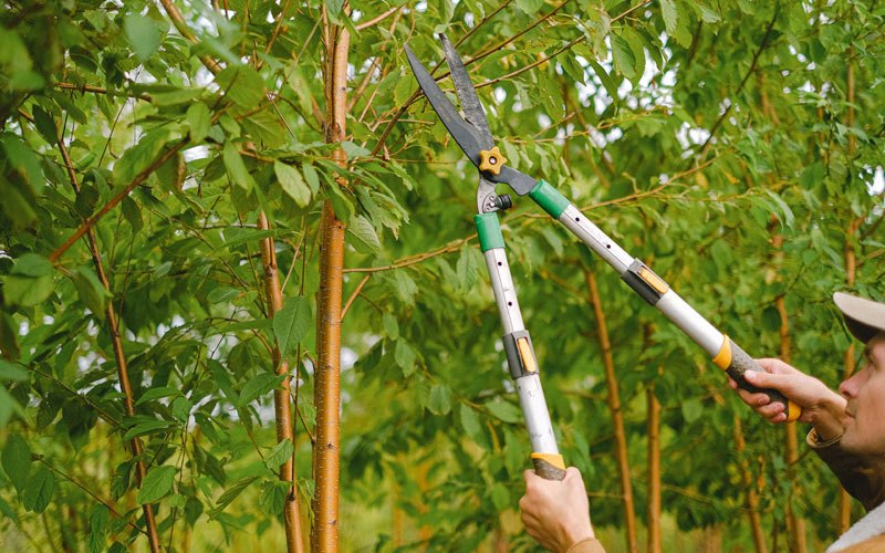 Tree trimming in Bethel, NY
